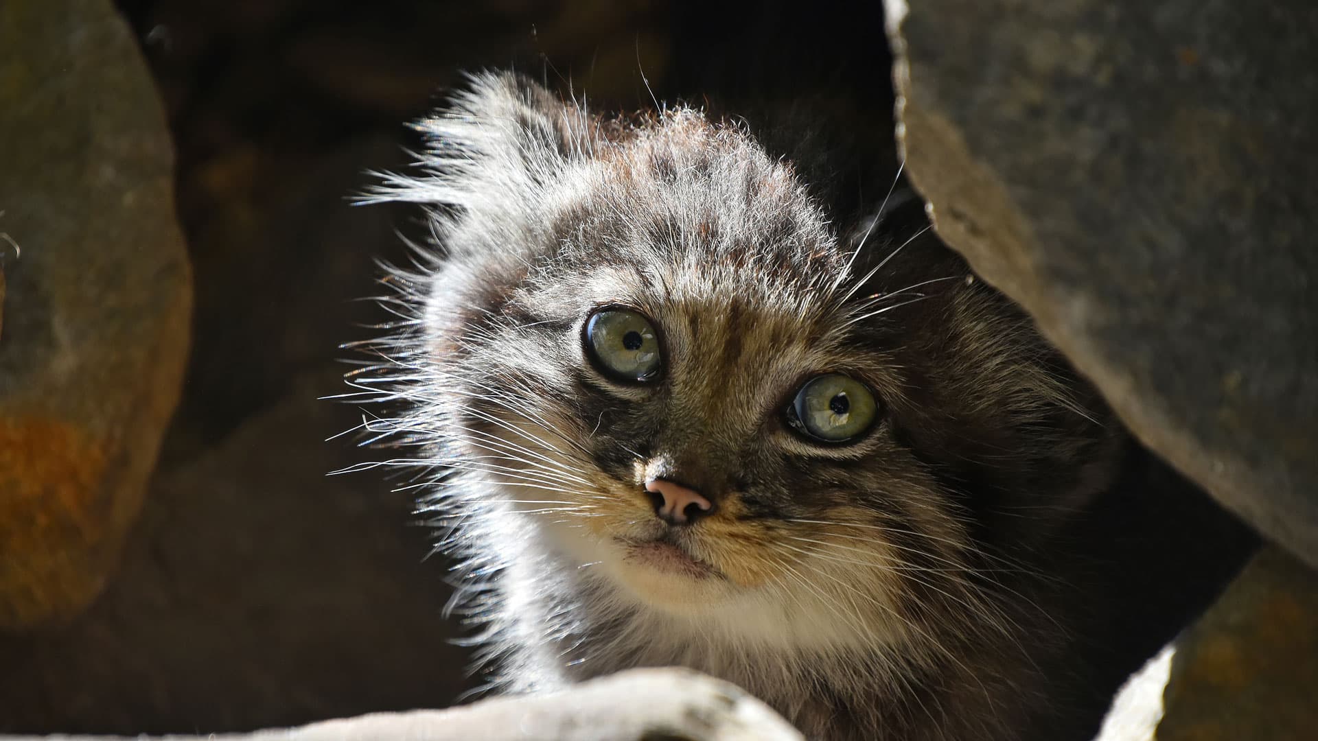 Majestic wildcat looking into the distance